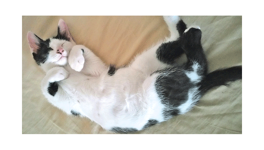 Adopt Jack: Playful kitten loves nighttime snuggles