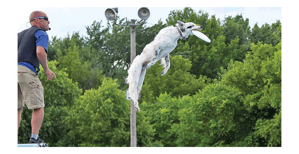 Dogs at the DuPage County Fair in Wheaton, Friday, show their agility by capturing flying discs. The dogs are known as Canines in the Clouds. Paige Adeline Photography