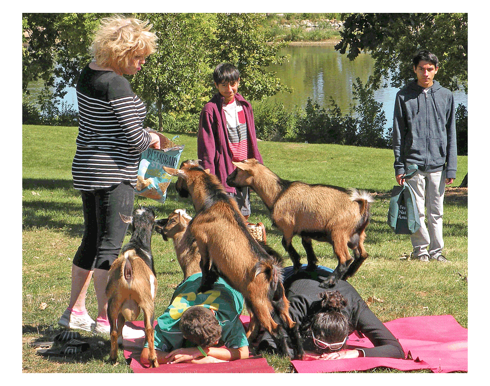 Goat yoga offers relaxation at Saturday’s annual Aurora GreenFest. Jason Crane/The Voice