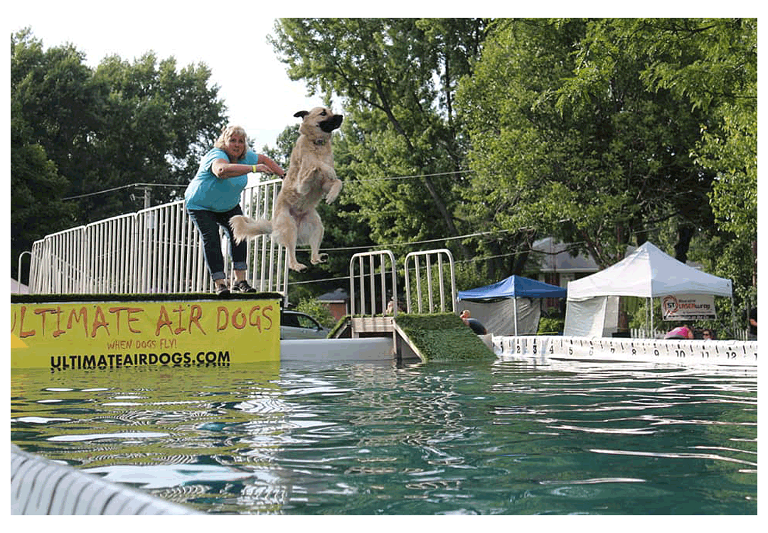 Ultimate Air Dogs jumping in Yorkville’s Hometown Days