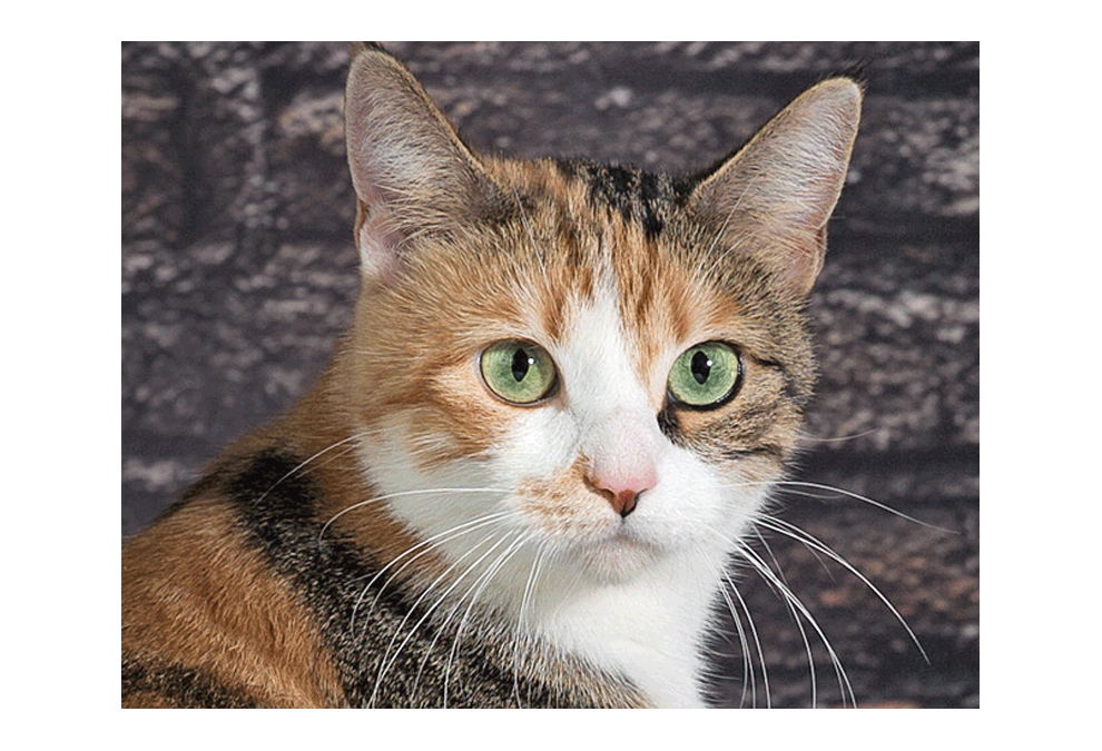 Ruth is a female Domestic Short Hair Calico who was born in March 2014