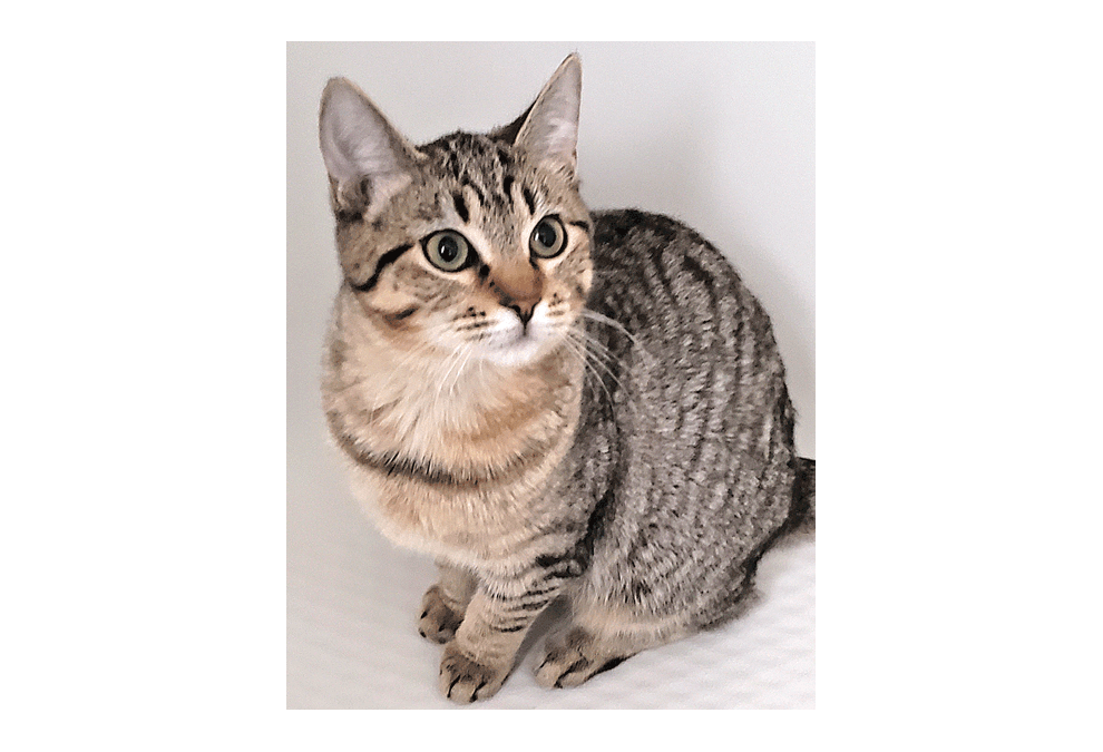 Willow is a female Domestic Short Hair Brown Tiger cat