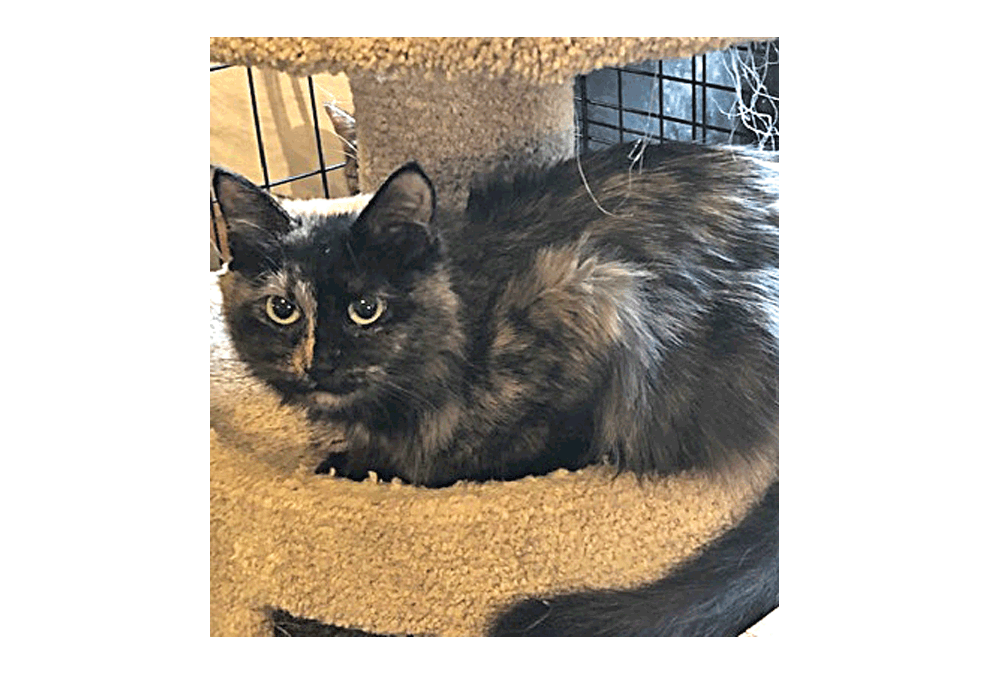 Sweetie is a female Domestic Medium Hair Tortie for adoption
