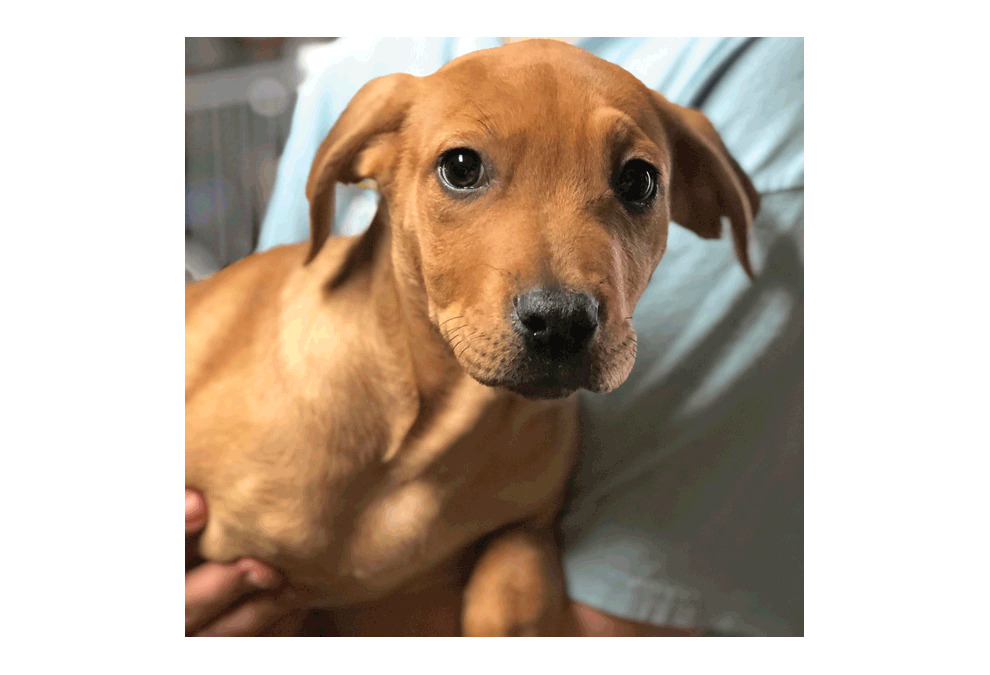 Abagail is a female mixed breed who was born January 17, 2019. Abagail, Abby for short, is cuddly kind of girl. She longs to snuggle up and sleep next to her foster family. She does well with other dogs, cats, and kids of all ages! She is fairly quiet and is working on her house-training. Abagail’s adoption fee of $300. includes up-to-date vaccinations, microchip, and spay/neuter. To meet Abagail, visit www.helpinganimals.org or call 877-364-2286. H.E.L.P. is a 501(c)3 not-for-profit, all-volunteer rescue organization that provides veterinary care, food, and shelter for stray and abandoned cats and dogs until they are adopted into homes.