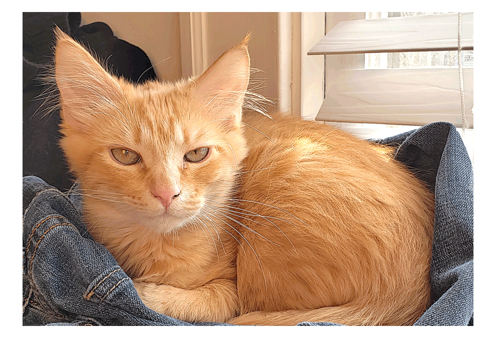 Lion enjoys a nap on clean laundry. Submitted photo