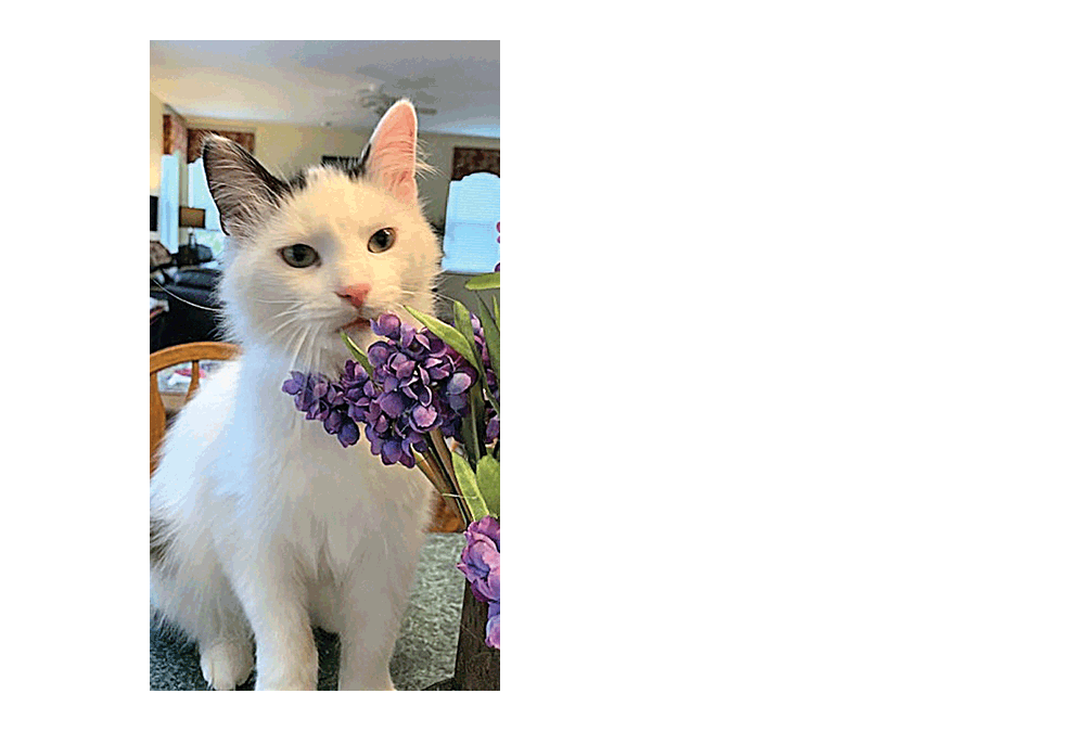 Pet Austin the cat enjoys smelling flowers