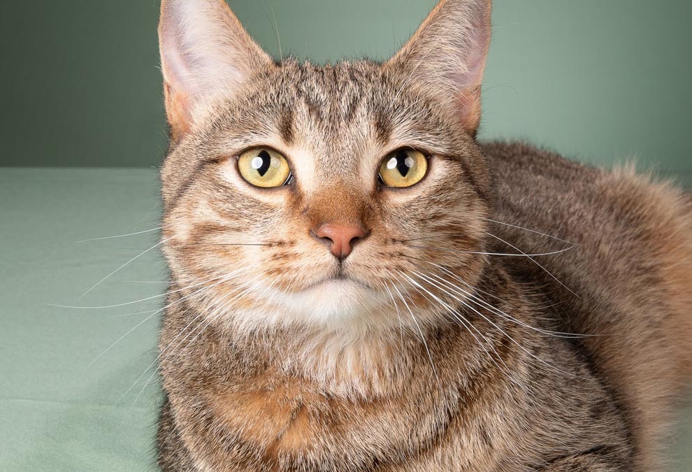 Pet of the Week: Archie, confident feline loves cats, playing – The Voice